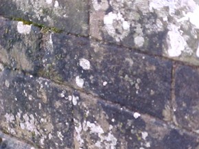 shap-37.jpg (26695 bytes)