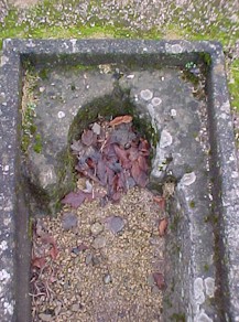 shap-39.jpg (33776 bytes)